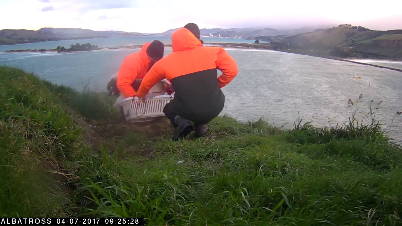 dunedin railway #RoyalCam 2017 highlights: Weigh in (4 July)