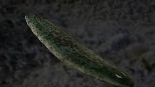 Flatworm The First Hunter