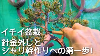 一位　イチイ　[舎利板幹変わり木]　大品盆栽素材 イチイ盆栽 針金外しとシャリ幹作りへの第一歩! - YouTube
