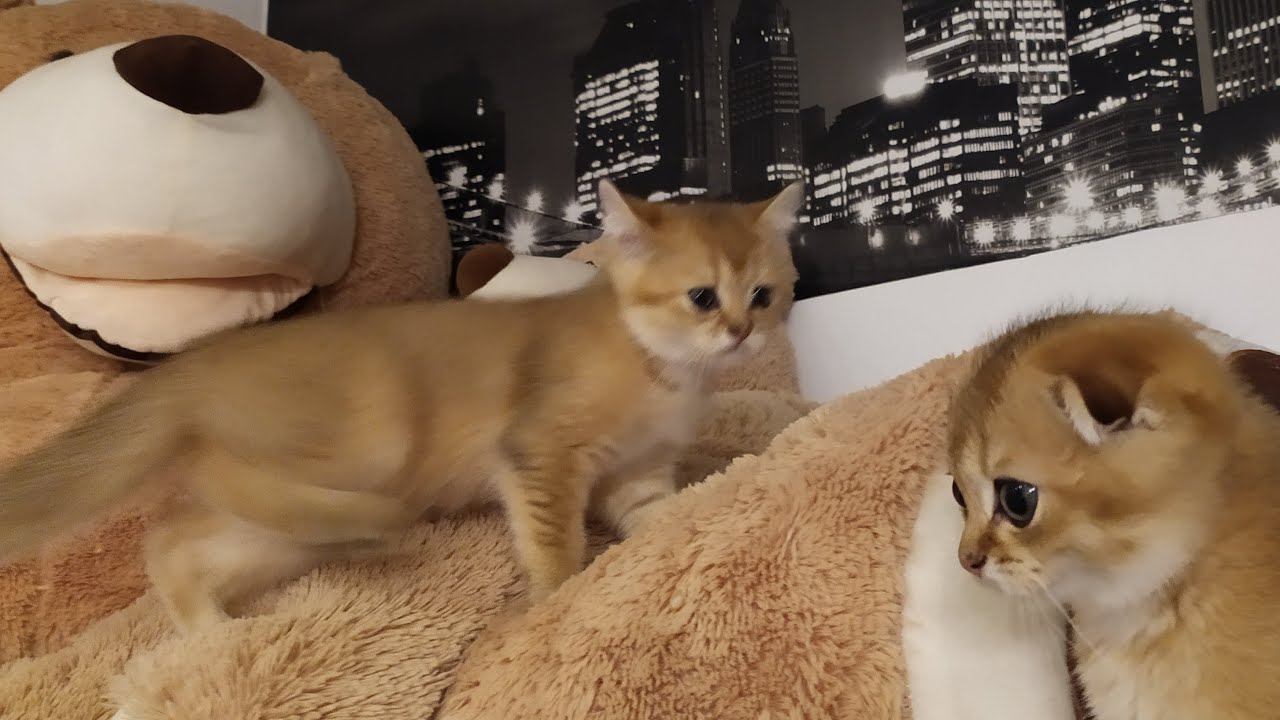 Kittens &  Teddy 🤗🌼