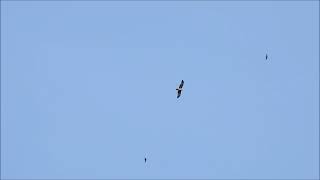 Bonelli's eagle soaring high in the sky | Birding in Western ghats