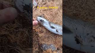 Вращалка "Лимба" на тестовых испытаниях. #блесны #лимба
