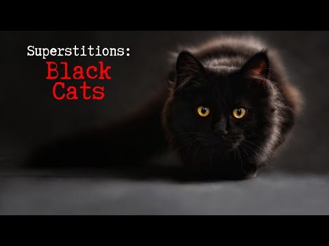 Video: Black Cat: Signs And Superstitions