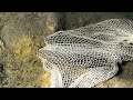 11.05.2024 бүгін Сайын Шапағатов ауылында балық ауладық🐟🎣😃