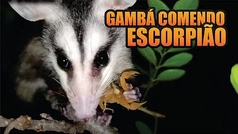 Quais os bichos que comem Escorpiao?