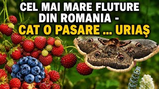 Capsuni salbatice si fragi + Cel mai mare fluture din Romania 