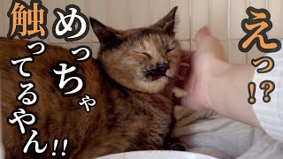 【神回】ズーちゃんがついに触らせてくれました