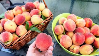 8 MUST Grow Fruit Trees in a BACKYARD ORCHARD