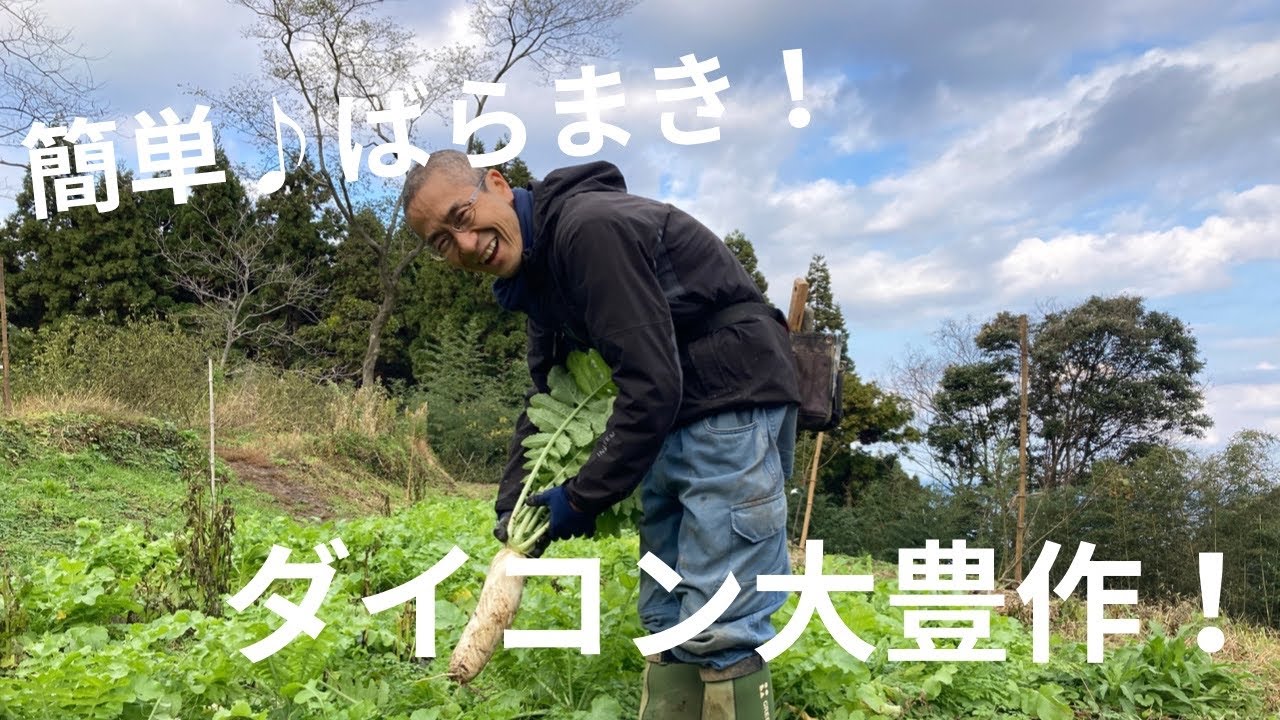 ばらまき！ダイコン大豊作！〜福井・桜の畑から〜