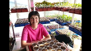 картинка: №2 Первые посадки 2025! Посев томатов на рассаду: агротехника, ошибки и полезные мелочи. 24.03.25 г.