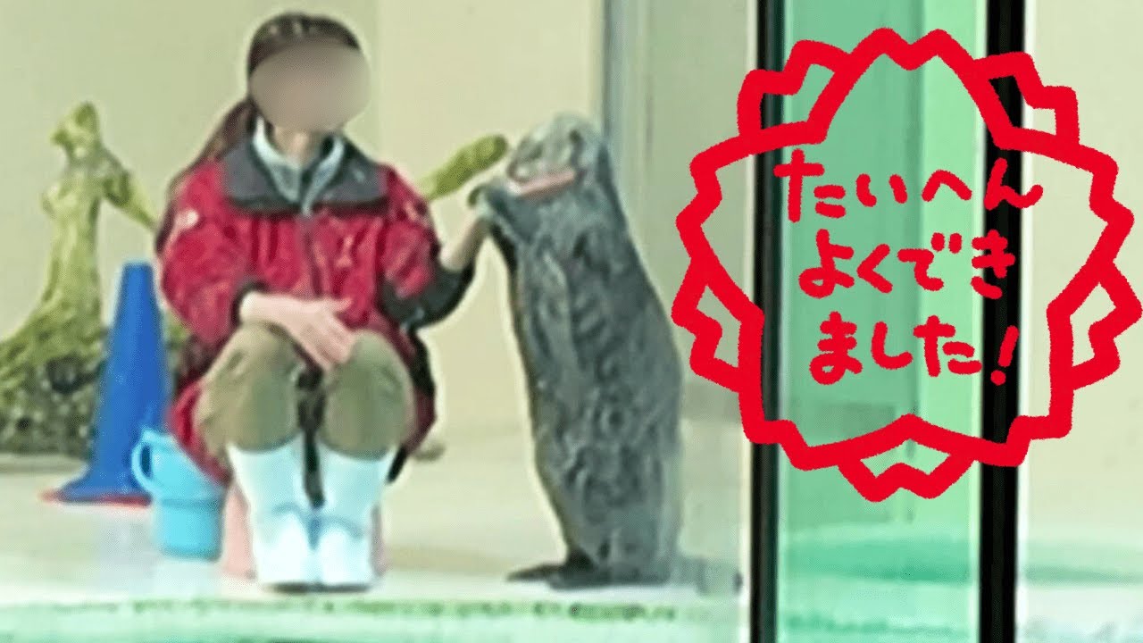 ラッコ キラちゃんのあごのせチャレンジ❣️飼育員さんの手に可愛くのせられるかな🥰🙌🏻 