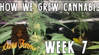 Growing Weed At Home Week 7 (Zkittlez, Purple Lemonade, Northen Lights, Lemon)
