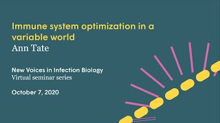 Immune system optimization in a variable world | Virtual Seminar with Ann Tate