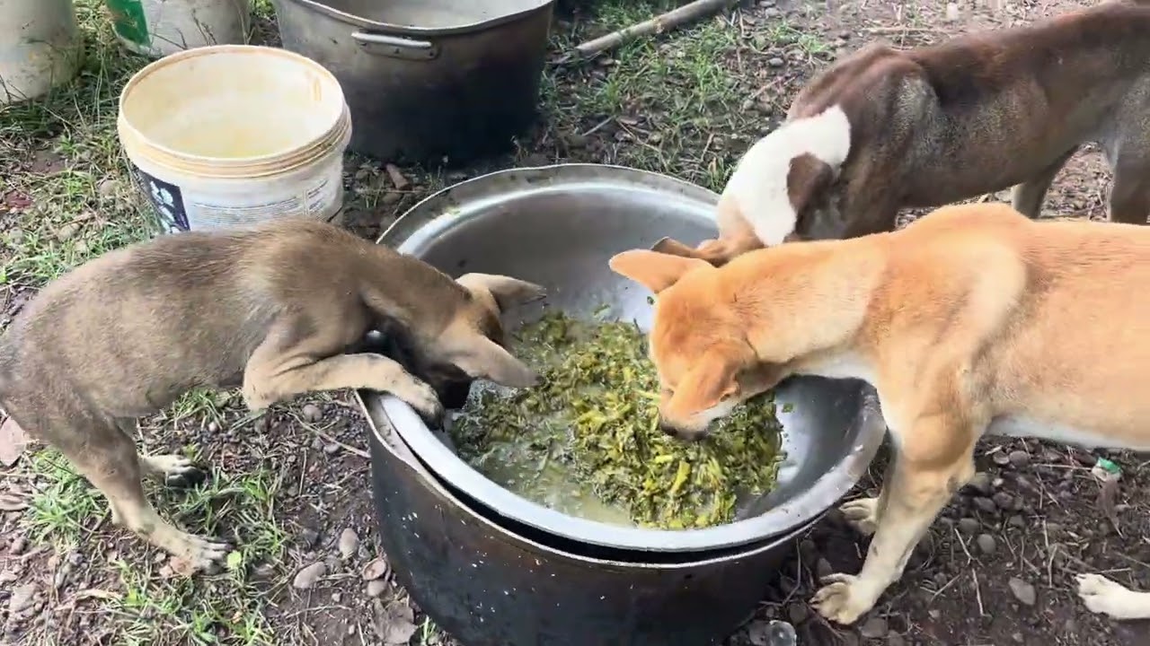 My dogs, they fight over food