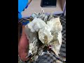 Mica And Garnet Combined Specimen Gemquality Gemstones Gemsnjewellery Gems Thepmgemstones Mica And Garnet Combined Specimen Gemquality Gemstones Gemsnjewellery Gems Thepmgemstones