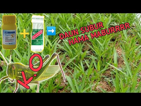 Video: Apakah aman memakan kutu daun pada kangkung?