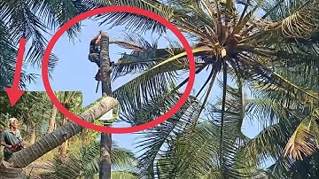 anh thợ cưa hạ cây dừa bốn mươi năm tuổi ở ba chúc