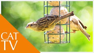 Download Lagu Cat TV - 5 Hours of Garden Birds for Cats to Watch! Download Lagu Cat TV - 5 Hours of Garden Birds for Cats to Watch!