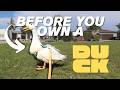 What No One Tells You About Owning Ducks