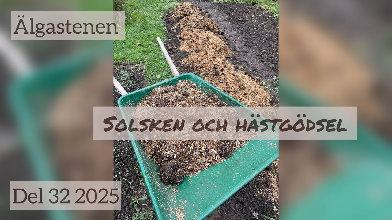 Solsken och hästgödsel