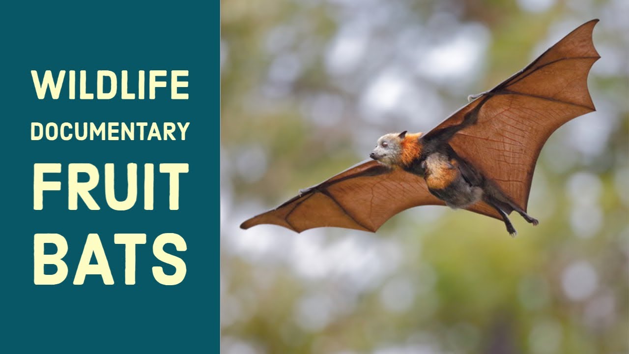 fruit bat mega bat Flying fox. How bats fly, poop, mate, eat, fight