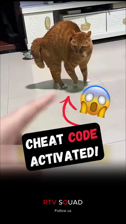 Cat Cheat Code Activated!  #animals #wildliferescue #catvideos