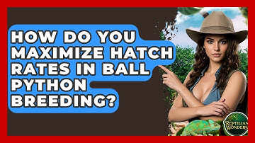 How Do You Maximize Hatch Rates In Ball Python Breeding? - Reptilian Wonders