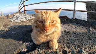 海辺で暮らす猫達、波にさらわれそうな岩場がお気に入り！？