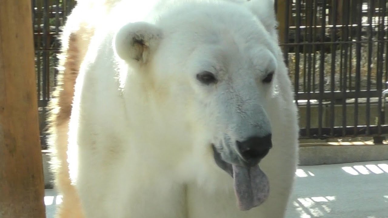 しろくまピース＆バリーバの2025年最後の開園日の様子♪とべ動物園にて