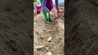 Planting A Ginger farming trending harvesting nature