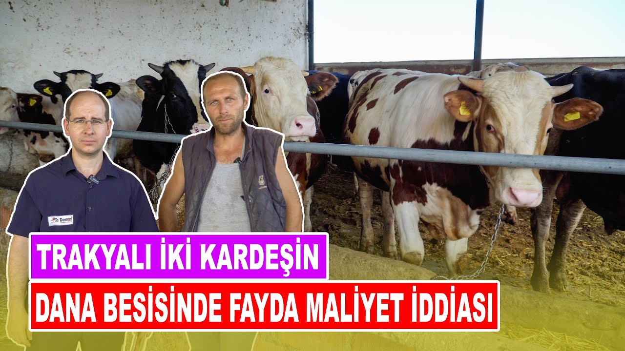 Trakyalı İki Kardeşin Dana Besisinde Fayda Maliyet İddiası