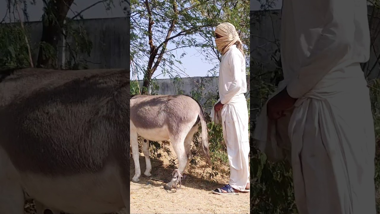 Young Boy With Donkey |