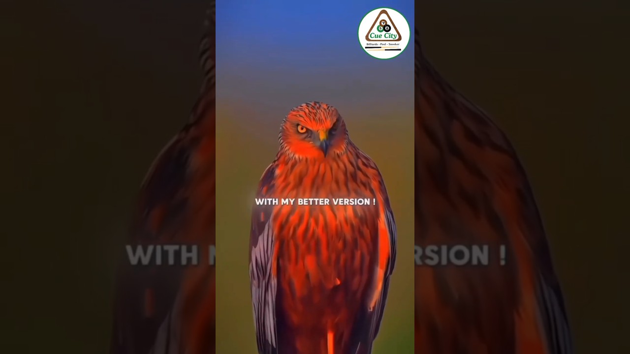 Image of video the Out of Form? The Comeback Story Every Billiards Player Needs 🎱 | Cue City Motivation 14