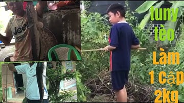 Fishing-NHẤP CÁ LỐC BẰNG VỊT CON.dính cập cá 2kg dô mánh các bạn ơi