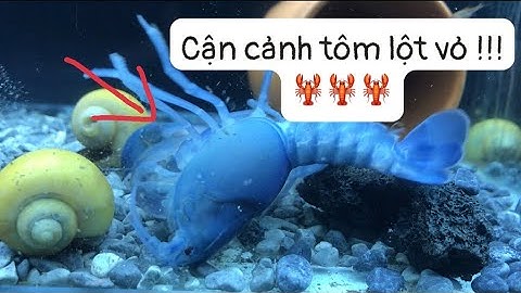 Tôm Lột Vỏ Sẽ Như Thế Nào | Cận Cảnh Tôm Của Mình Đang Lột Vỏ | Hữu Thanh TV #crayfish #tômlộtvỏ