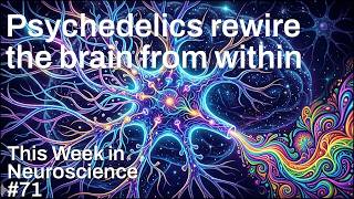 TWiN 71: Psychedelics rewire the brain from within