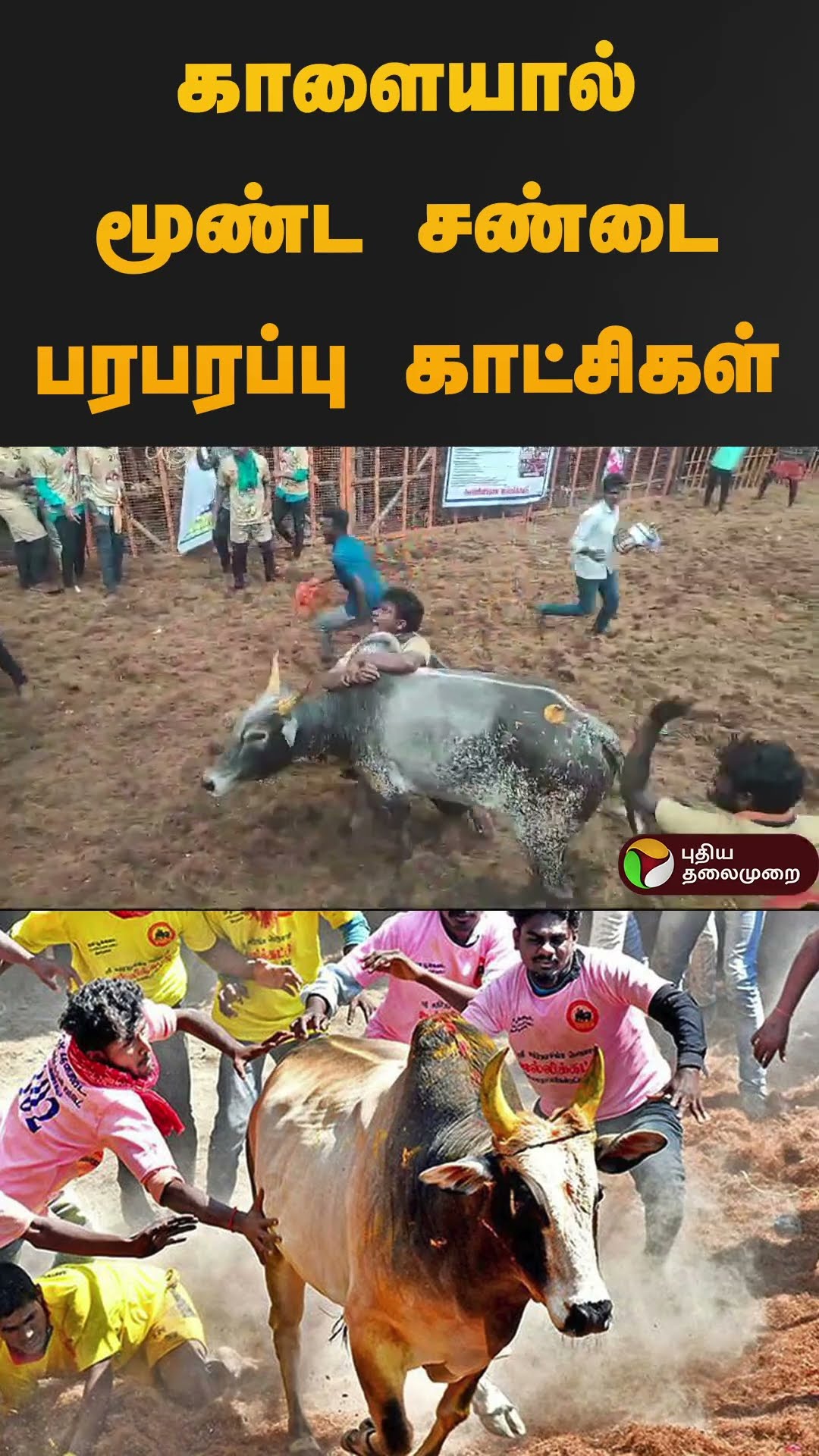 காளையால் மூண்ட சண்டை பரபரப்பு காட்சிகள் | #jallikattu2025 | #madurai | #shorts