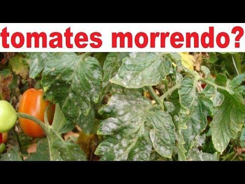 Vídeo: Por Que Os Tomates Ficam Duros