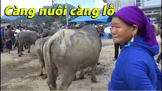 Tình Hình Chăn Nuôi Hiện Nay Càng Nuôi Càng Lỗ Truc Nhi Tv