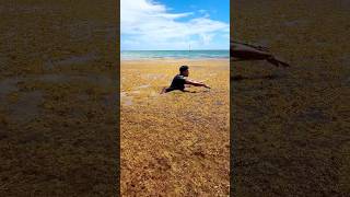 Sargazo En Punta Cana 2025 El Secreto Que Los Resorts Esconden