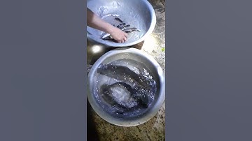 1đêm săn! cá trê đồng cá lóc