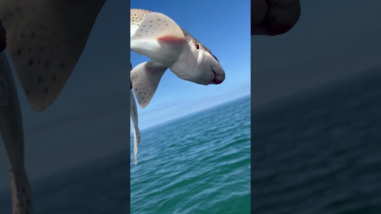 DOG FISH ?! UK SEA FISHING SHARK HUNTING 