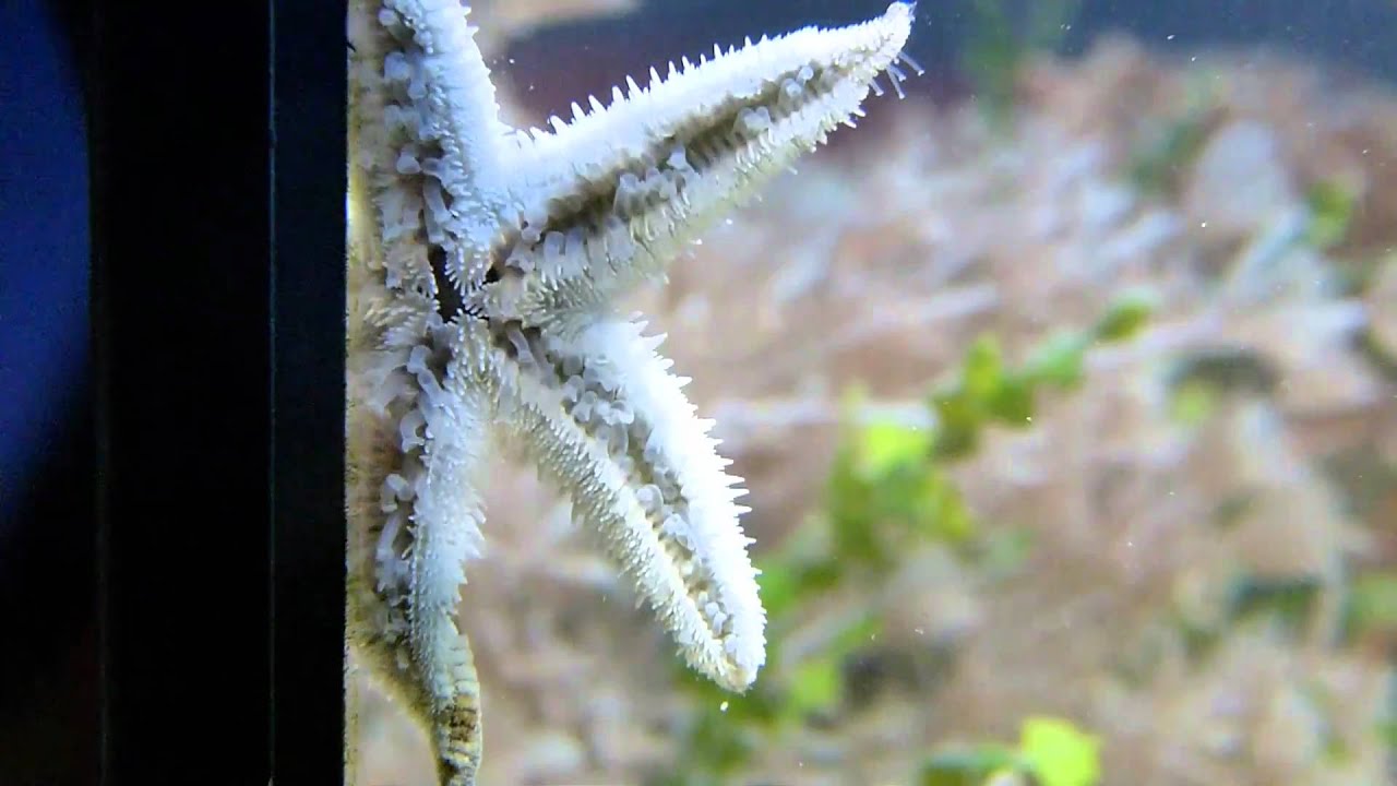 Archaster angulatus (Grabender Seestern)