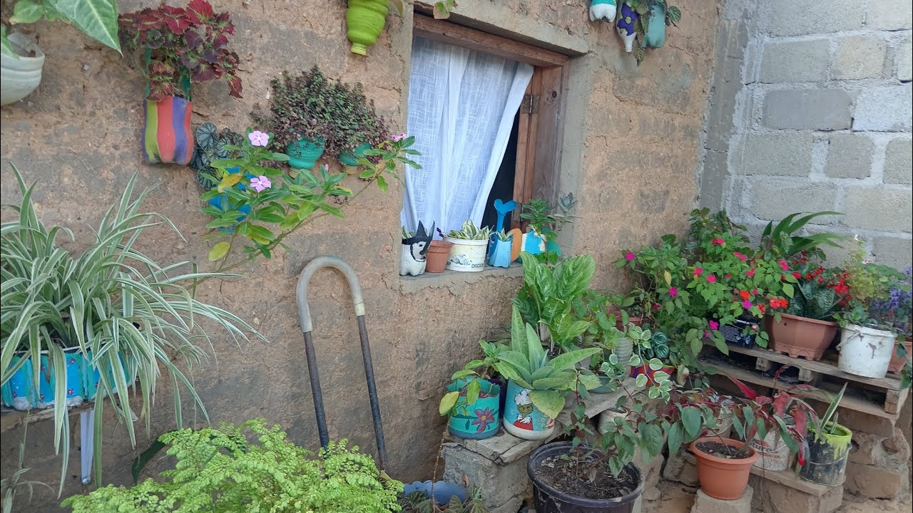 MOSTRANDO COMO LUCEN MIS PLANTAS DE ESTA PARTE DE MI JARDÍN 