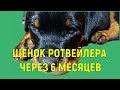 ЩЕНОК РОТВЕЙЛЕРА ЧЕРЕЗ 6 МЕСЯЦЕВ воспитание и дрессировка собак