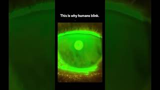 Why Do We Blink So Much? 👁️ (The Real Reason Explained)