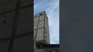 REAKSI SUARA WALET DEWA PORTONER BY MEMO 5