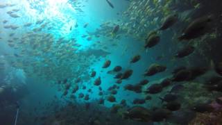 Scuba Diving with Grey Nurse Sharks at Broughton Island