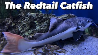 Redtail Catfish Care Guide - Why You Shouldn’t Get One! Redtail Catfish Tank Size, Growth & Feeding screenshot 2