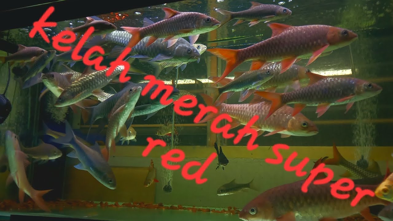 ikan kelah merah part 20..(simpanan koleksi)red masheer,neo,tor YouTube